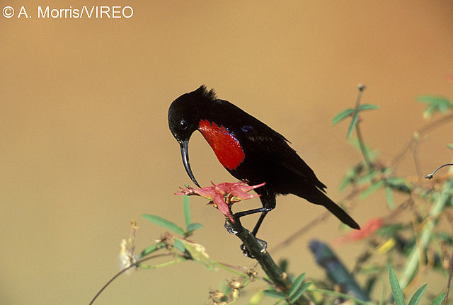 Hunter's Sunbird m17-58-319.jpg